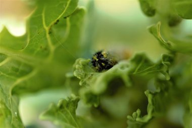Yeşil lahana yapraklı lahana tırtılı.