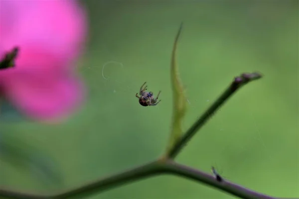 Aranha em sua teia de aranha contra um fundo embaçado rosa e verde — Fotografia de Stock