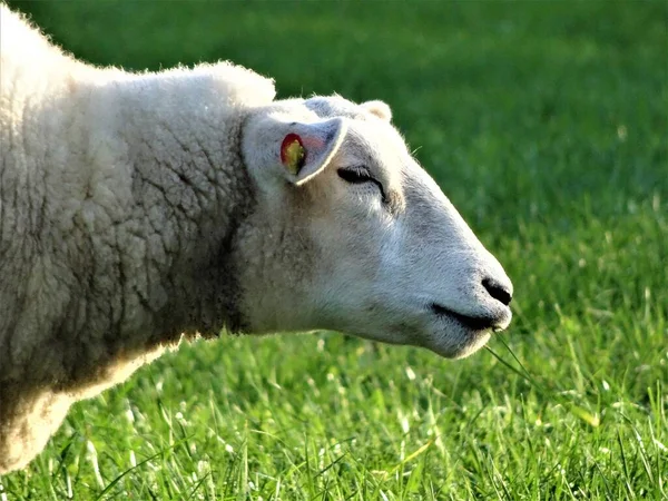 Head of a sheep - portrait on a green meadow — Stock Photo, Image