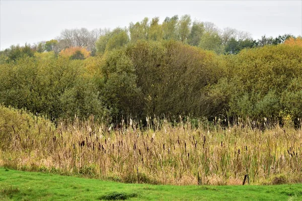 Paisagem na reserva natural com juncos e árvores — Fotografia de Stock