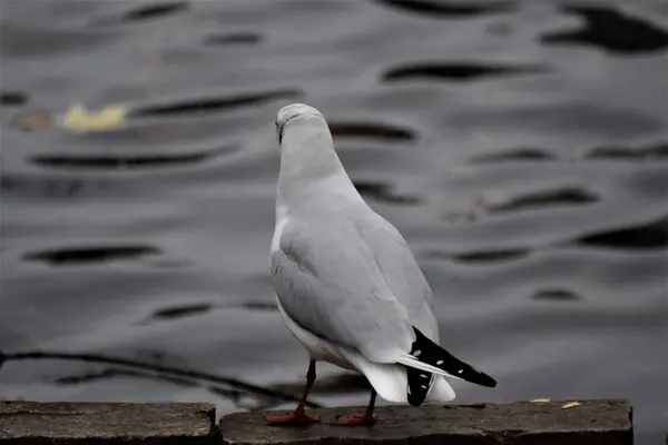 Gabbiano ridente siede su una pietra sulla riva di un lago — Foto Stock