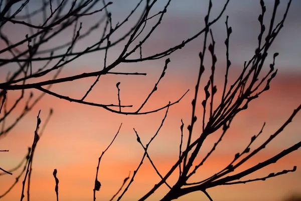 Black branches without leaves against a sunset — Stock Photo, Image