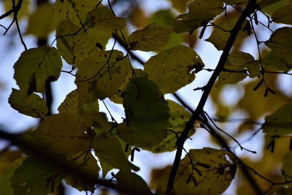 Zbliżenie Jesiennych Liści Nieba — Zdjęcie stockowe