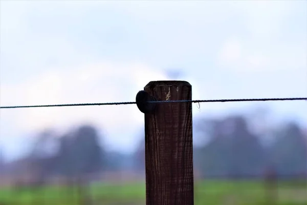 Close-up of a willow post with insulators and blue braid — Stock Photo, Image