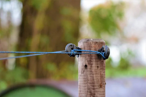 Yalıtımlı ve mavi örgülü söğüt ağacı köşe direğine yakın çekim