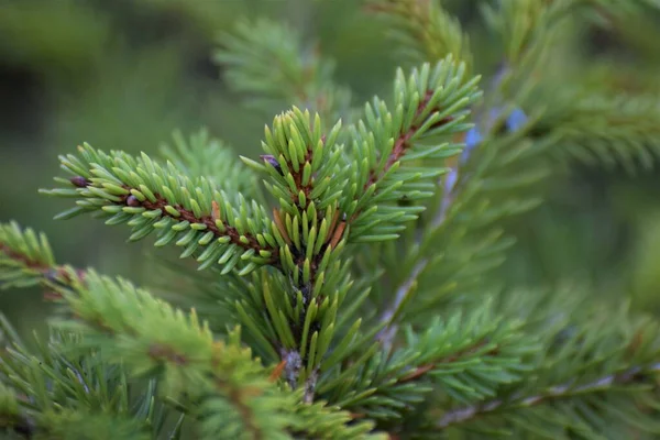 Fir branche, mint egy közeli, zöld háttér — Stock Fotó