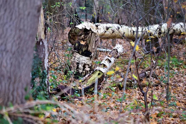 Падаюча береза в листяному лісі — стокове фото