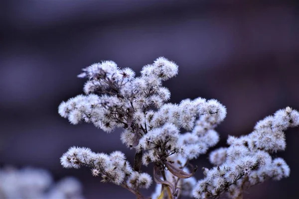 Arbuste flétri sur un fond flou gris-bleu — Photo