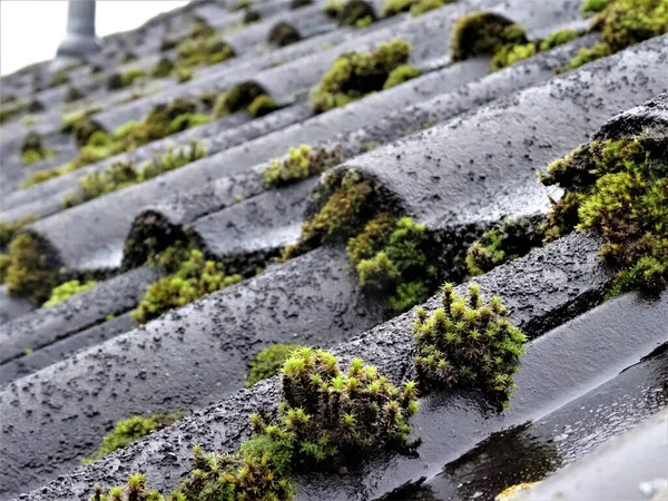 Siyah, ıslak bir çatıda büyüyen yosunlara yakın.