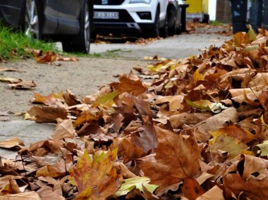 # Kapatın sonbahar yapraklarını # # Sarı kahverengiyle #