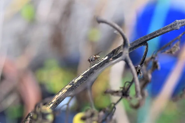 Close up of a fly on a dry tomato stalk — Stock Photo, Image