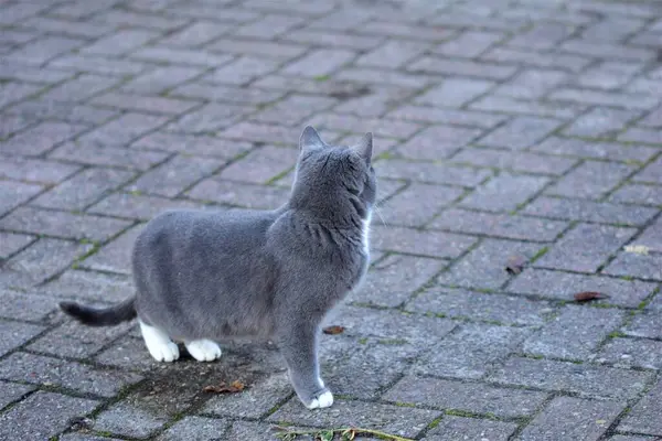 灰色の背景をした灰色の猫の側面図 — ストック写真