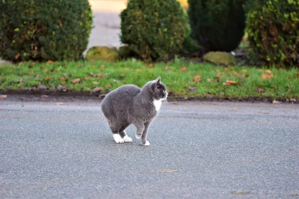 Сірий кіт, що йде асфальтовою дорогою з травою та кущами на задньому плані — стокове фото