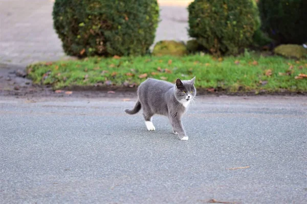 Серый кот идет по асфальтовой дороге с травой и кустами на заднем плане — стоковое фото