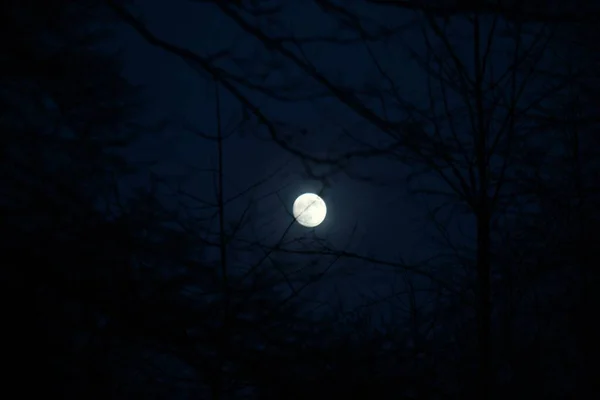 Full moon with clear sky behind branches — Stock Photo, Image