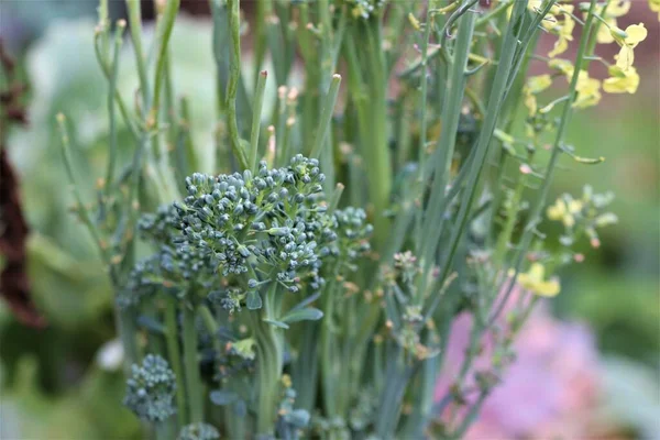 Broccoli verdi germoglianti in giardino come primo piano — Foto Stock