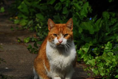 Beyaz göğüslü kırmızı bir kedi gün ışığında oturuyor.
