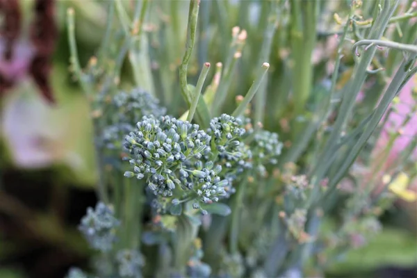 Broccoli brotando verde no jardim como um close-up — Fotografia de Stock