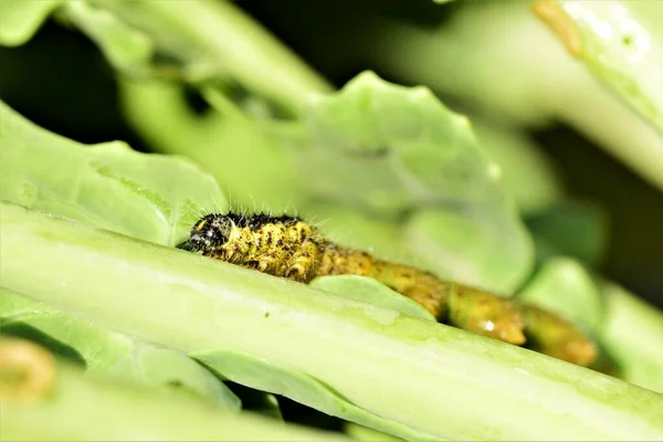 Lagarta de repolho em uma folha de repolho comida verde — Fotografia de Stock