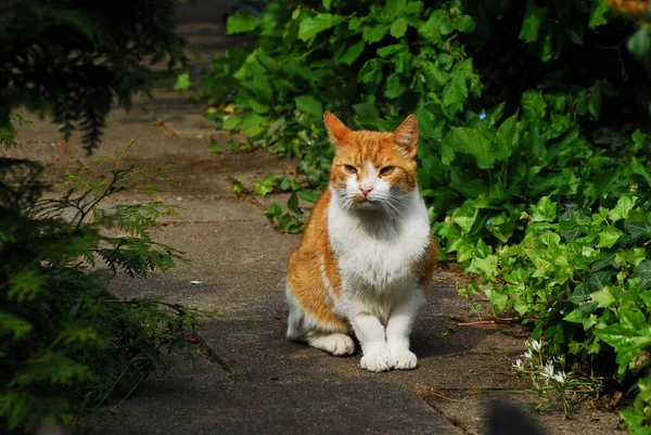 太陽の下に座っている白い胸を持つ赤い猫 — ストック写真