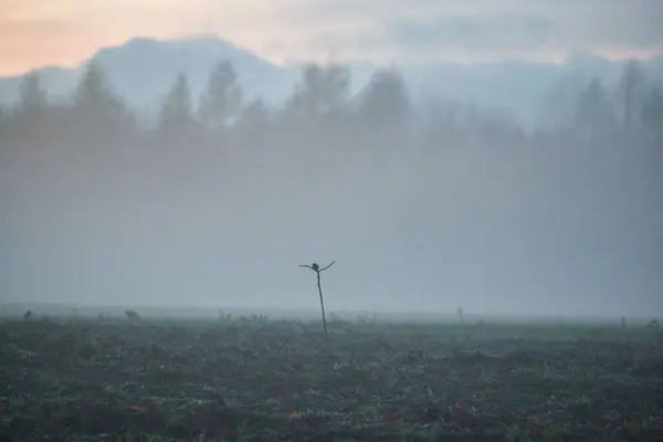 Landscape in the evening with fog and sunset — Stock Photo, Image