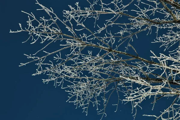 Árvores geladas contra um céu azul claro — Fotografia de Stock