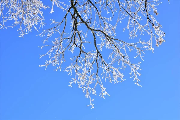 Isiga träd mot en klarblå himmel — Stockfoto