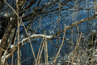 Buzlu kar, güneş ışığında kara karşı dallarla kaplıydı.