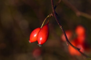 Çalılıklarda kahverengi, bulanık arka planı olan iki gül kalçasını kapat.