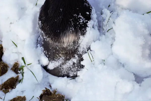 靠近雪地里的一匹黑马蹄 — 图库照片