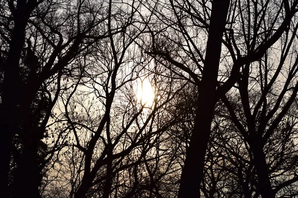 Δέντρα και θάμνοι το χειμώνα φωτίζονται από ένα ηλιοβασίλεμα — Φωτογραφία Αρχείου