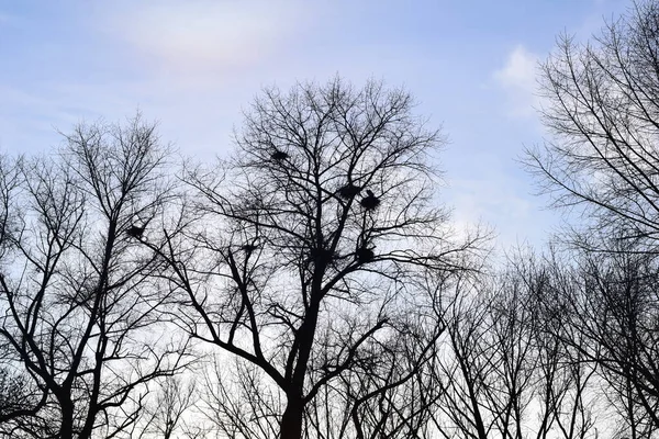 Reigers nestelen met reigers in een boomtop — Stockfoto