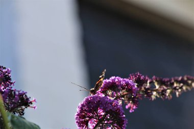 Nymphalidae, Amiral Vanessa atalanta kelebek leylakta