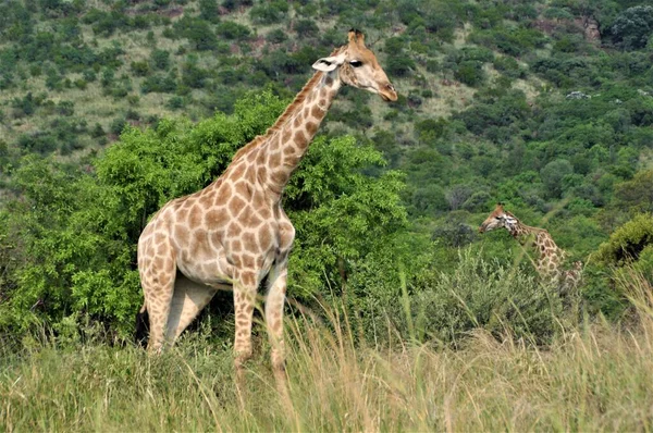 Zürafa çalılıklardaki ağaçlardan dışarı bakıyor. — Stok fotoğraf