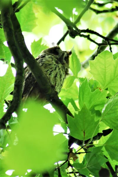 Waldkauz sitzt im Laub der Platane — Stockfoto