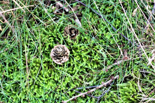 Muschio con pigna sul pavimento della foresta — Foto Stock