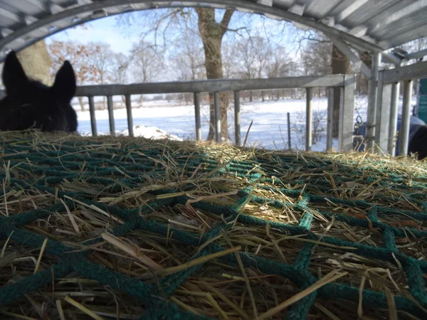 Samanlıktaki yeşil ağın altındaki saman manzarası