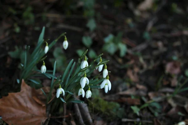 Snedråber - Galanthus i sengen som et nærbillede Royaltyfrie stock-fotos