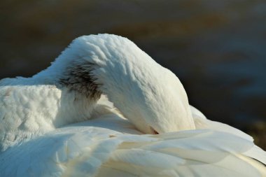 Beyaz bir kazın tüylerini temizlerken yaklaş
