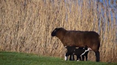 Kahverengi koyun ve iki kuzu sütünü bir hendekte içiyor.
