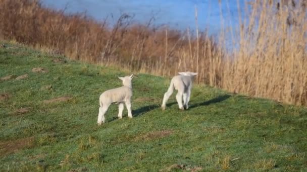 Dvě malá bílá jehňátka hrající si na pastvině — Stock video