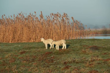 Gölün önündeki hendekte koşan iki küçük beyaz kuzu.