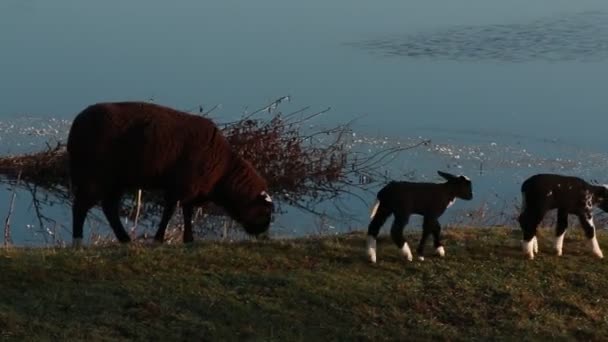 黄羊和两只小羊在堤坝上散步 — 图库视频影像