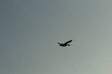 Açık mavi gökyüzüne karşı uçan bir yaban kazı