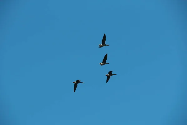 Two flying wild geese against the clear blue grey sky