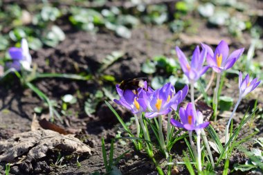 Parktaki çayırda yaban arısı taşıyan bir karatavuk.