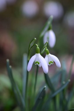Galanthus - Yakın plan olarak yatakta kar damlaları