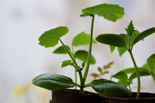 A young cucumber plant as a close up — Stock Photo, Image