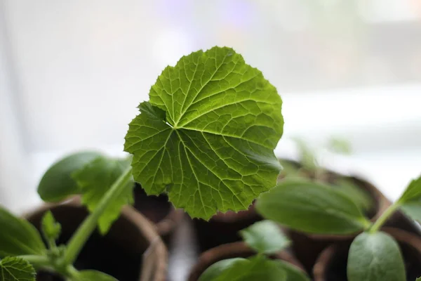 Leaves of a young cucumber plant as a close up — Stock Photo, Image