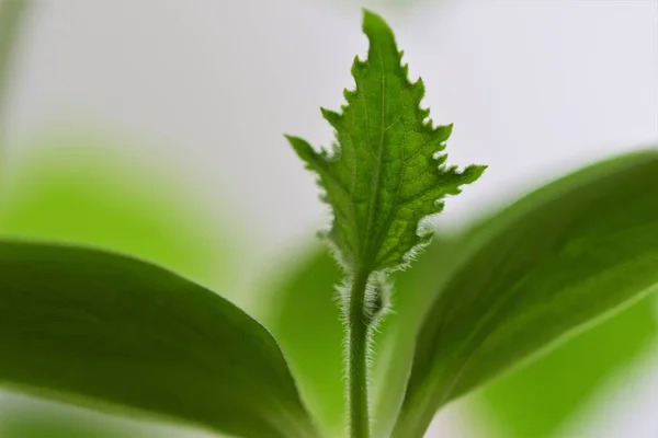 Młody ogórek roślina jak zbliżenia — Zdjęcie stockowe